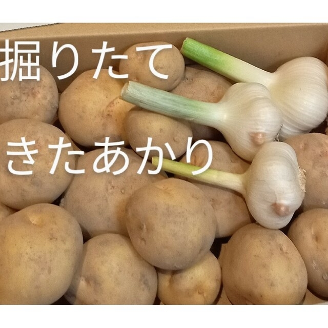 無農薬　新じゃがいも　農薬不使用　きたあかり　ジャンボニンニク付き　1.5kg 食品/飲料/酒の食品(野菜)の商品写真