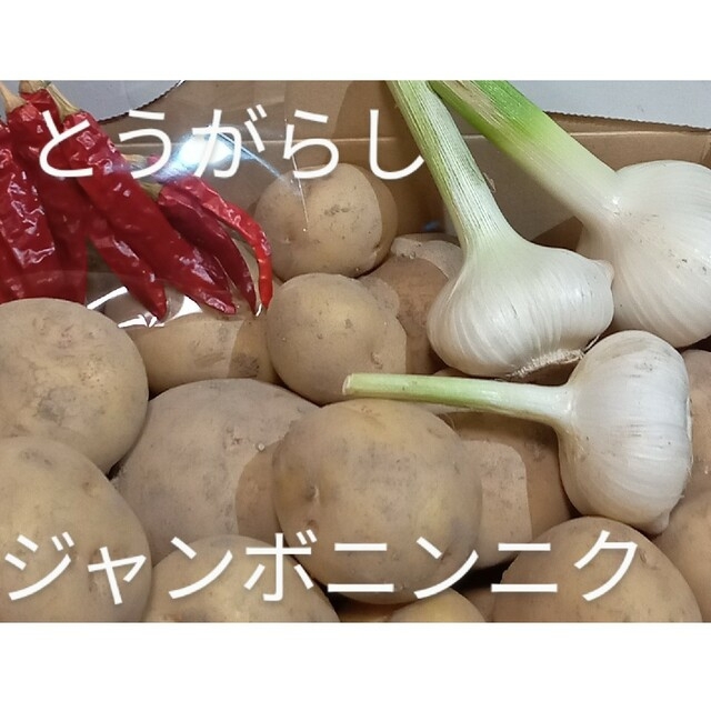 無農薬　新じゃがいも　農薬不使用　きたあかり　ジャンボニンニク付き　1.5kg 食品/飲料/酒の食品(野菜)の商品写真