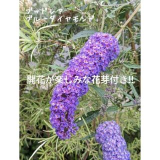 蝶を呼ぶ花木　1株　☘　ブッドレア  ブルーダイヤモンド　☘　苗(その他)