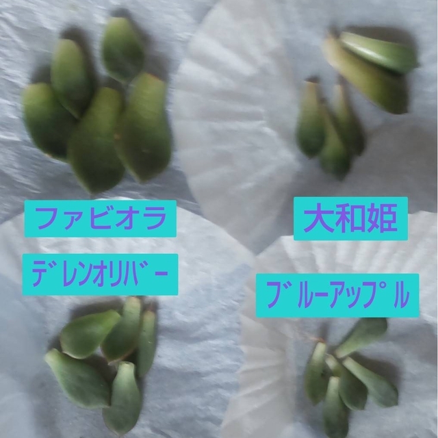 〈みとんさま　専用〉【多肉植物】選べる葉挿しセット　ご希望の４種類×５枚ずつ ハンドメイドのフラワー/ガーデン(その他)の商品写真