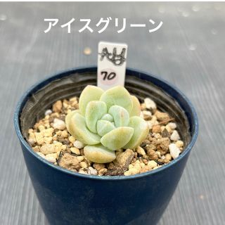 【アイスグリーン】★多肉植物★エケベリア★カット苗★(その他)