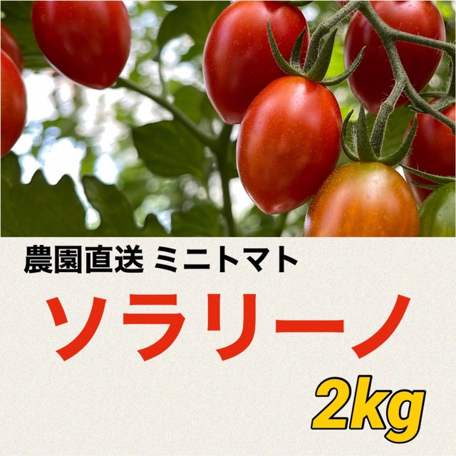 高糖度　ソラリーノ　2kg　栃木県産　プリッとコクうま　ミニトマト　農園直送 食品/飲料/酒の食品(野菜)の商品写真
