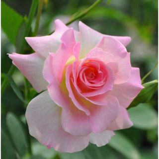 可愛いマチ◯◯★挿し木苗★薔薇苗★バラ★強健(その他)