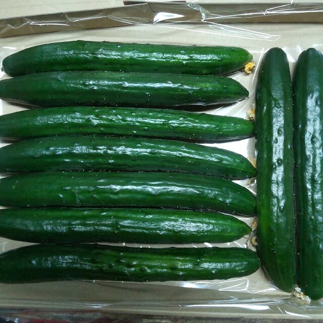 きゅうり 食品/飲料/酒の食品(野菜)の商品写真