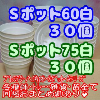 プラ鉢 《Ｓポット丸型60＆75》 白 各30個 プレステラ 多肉植物 プラ鉢(プランター)