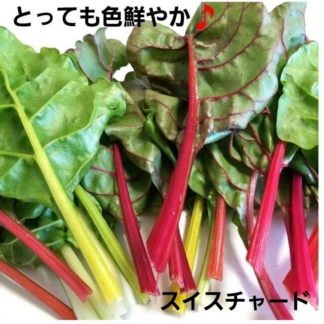 農薬不使用　季節のお野菜　Mサイズ　野菜詰め合わせ 食品/飲料/酒の食品(野菜)の商品写真