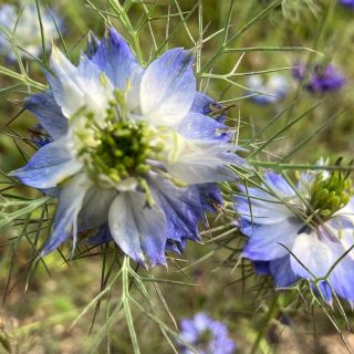 花の種　ニゲラ (その他)