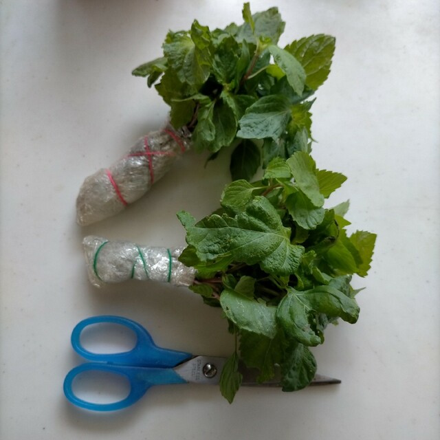 ネコポス✿無肥料無農薬✿青じそ　大葉　抜き苗 食品/飲料/酒の食品(野菜)の商品写真