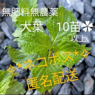 ネコポス✿無肥料無農薬✿青じそ　大葉　抜き苗(野菜)