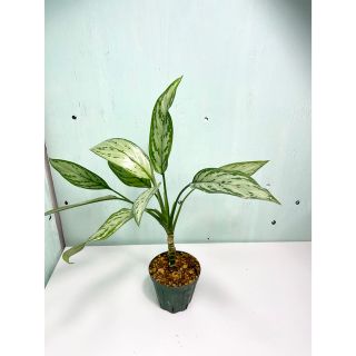 アグラオネマ　シルバークィーン Aglaonema  レオン(その他)