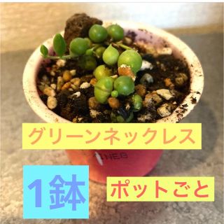 多肉植物 グリーンネックレス 黒ポリポッド（直径7.5cm）入(プランター)