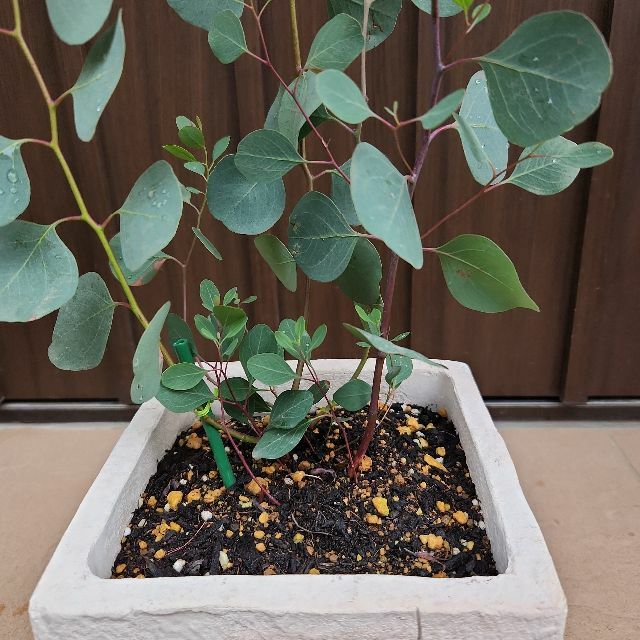 まん丸葉が可愛い♡ユーカリポポラス レンガ風石膏鉢植え 苗 苗木