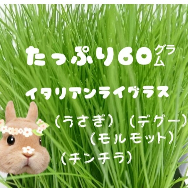 生イタリアンライグラス.200g、牧草、うさぎ、モルモットなど小動物おやつえさ