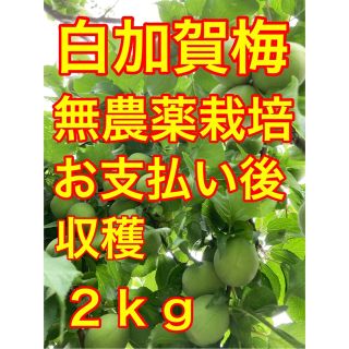 無農薬栽培！白加賀梅♪お支払い後収穫約３㎝梅、2kg(フルーツ)