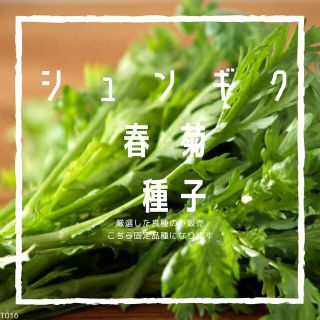 T16　家庭菜園でおすすめ品種　中葉春菊　シュンギク　固定種(野菜)