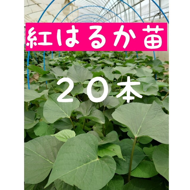 さつまいも苗【紅はるか２０本】【ウイルスフリー切り苗】 食品/飲料/酒の食品(野菜)の商品写真