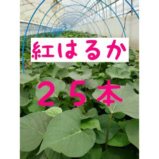 さつまいも苗【紅はるか２５本】【ウイルスフリー切り苗】(野菜)