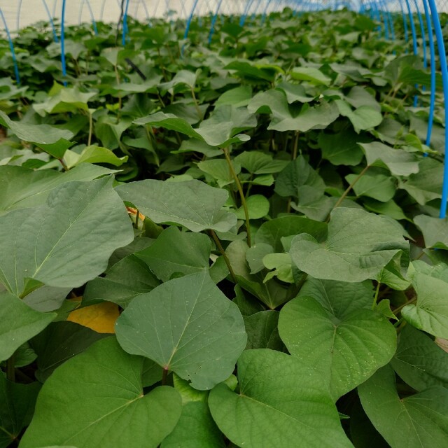さつまいも苗【紅はるか50本】【ウイルスフリー切り苗