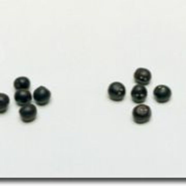 【花の種】カンナ　トロピカルレッド　１０粒　表皮レーザー処理済 ハンドメイドのフラワー/ガーデン(プランター)の商品写真