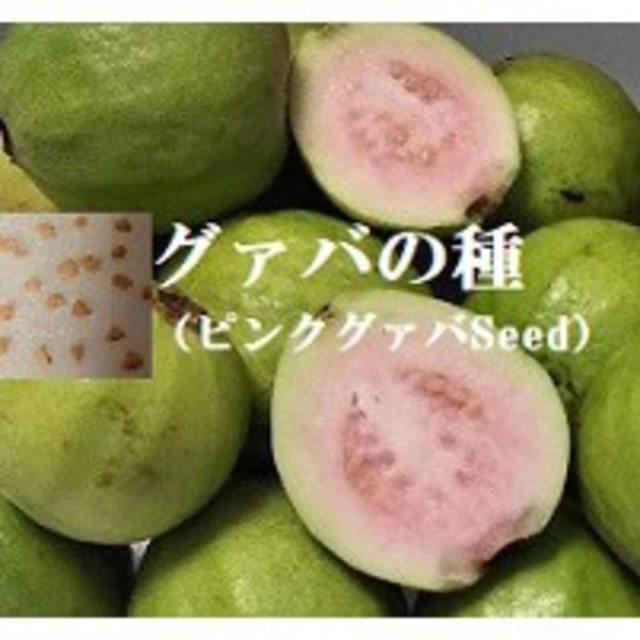 RD7  Seed『グァバピンクのたね』30粒　グァバの種子 フルーツ種子 食品/飲料/酒の食品(フルーツ)の商品写真