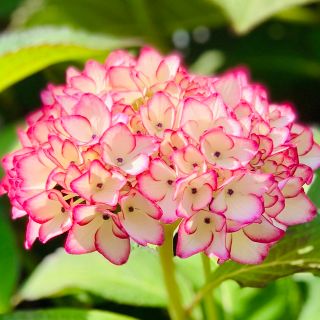 変わり咲き紫陽花　挿し穂1本【根はありません】(その他)