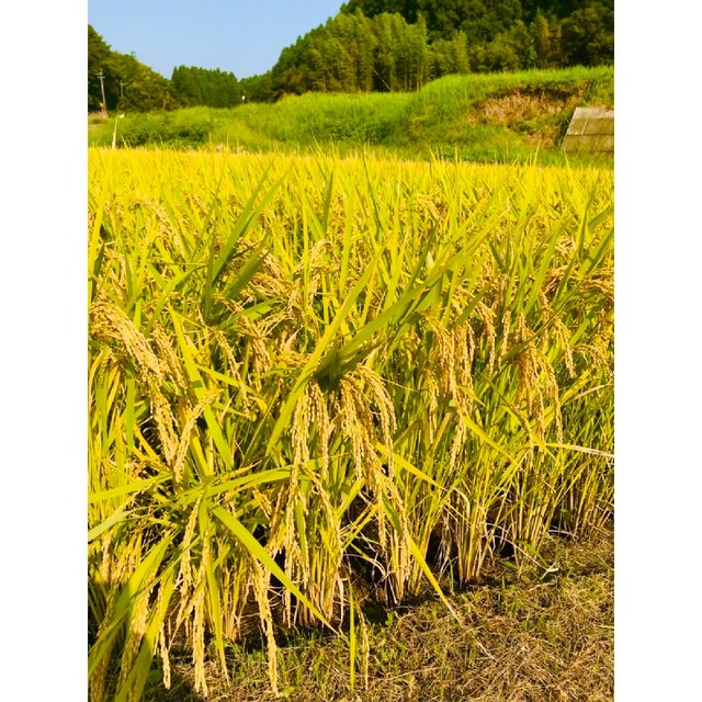 熊本県産★ヒノヒカリ白米１．５キロ★綺麗な湧き水で育った★特別栽培米 食品/飲料/酒の食品(米/穀物)の商品写真