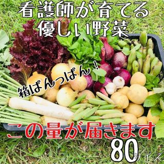 【無農薬】看護師が育てる優しい野菜詰め合わせセット　無農薬野菜詰合　野菜セット(野菜)