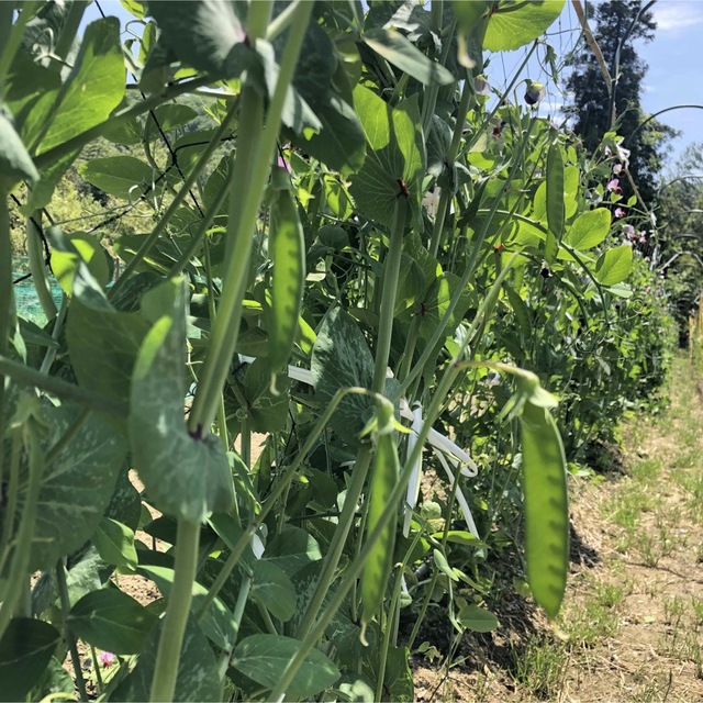 【無農薬】看護師が育てる優しい野菜詰め合わせセット　無農薬野菜詰合　野菜セット 食品/飲料/酒の食品(野菜)の商品写真