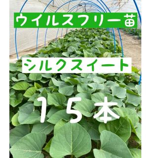 さつまいも苗【シルクスイート１５本】【ウイルスフリー切り苗】(野菜)