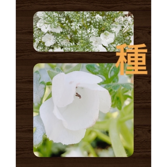 種　30粒　プラチナホワイト　ネモフィラ   ハンドメイドのフラワー/ガーデン(プランター)の商品写真