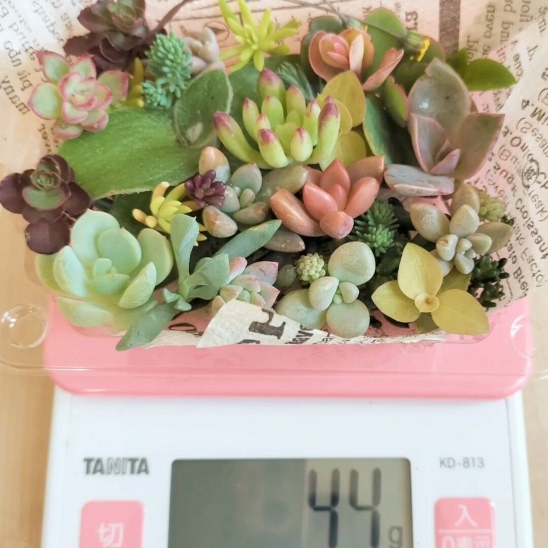 多肉植物　カット苗セット ハンドメイドのフラワー/ガーデン(その他)の商品写真