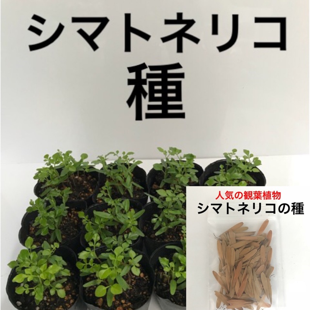 シマトネリコ種子　100粒 ハンドメイドのフラワー/ガーデン(プランター)の商品写真