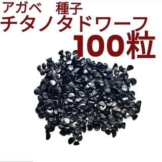 人気品種アガベ　チタノタドワーフの種子　100粒(その他)