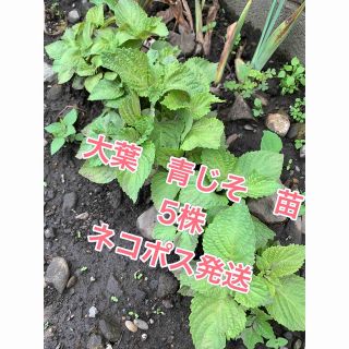 ★2023年産★ 青紫蘇苗 紫蘇苗 しそ苗 抜き苗 大葉 5株 R-5(野菜)