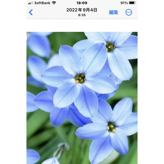 超お買い得‼️銀の紫陽花が作った青く美しいイフェイオンの球根たっぷり70球‼️ ハンドメイドのフラワー/ガーデン(プランター)の商品写真