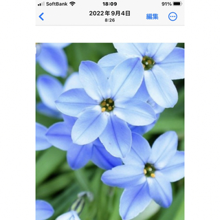 超お買い得‼️銀の紫陽花が作った青く美しいイフェイオンの球根たっぷり70球‼️(プランター)