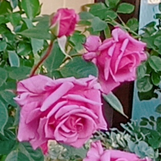 薔薇挿し穂 ハンドメイドのフラワー/ガーデン(その他)の商品写真