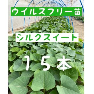 さつまいも苗【シルクスイート１５本】【ウイルスフリー切り苗】(野菜)