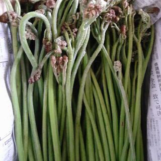 まぁま様 専用　新潟県産　わらび　山菜　10kg(野菜)