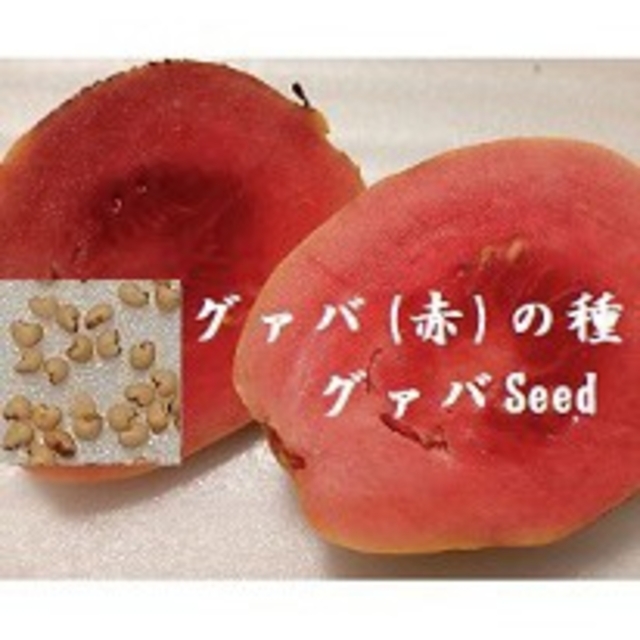 RG9.46  種『グァバ(赤)のたね』30粒 グァバSeed フルーツ種子 食品/飲料/酒の食品(フルーツ)の商品写真