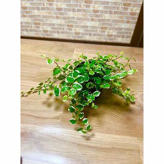 観葉植物　フィカス　プミラ　苗　斑入り(プランター)