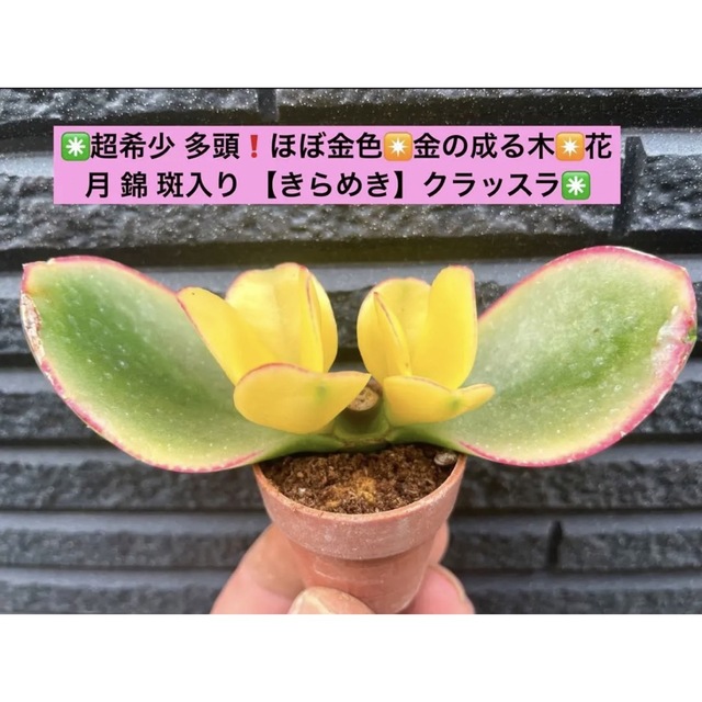 ✳️超希少 多頭❗️金色✴金の成る木✴花月 錦 【きらめき】クラッスラ✳️ | フリマアプリ ラクマ