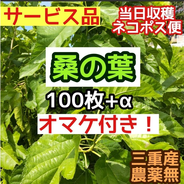 桑の葉 100枚以上 A4満タン[リクガメ蚕］ 通販