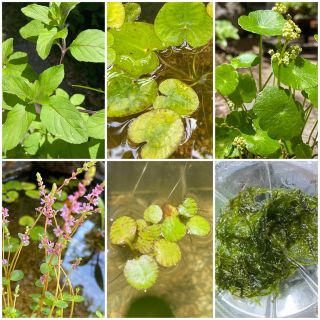 【無農薬】水草・浮草10種セット(アクアリウム)