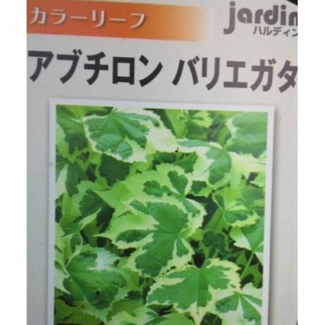 斑入り アブチロン バリエガータ　苗　観葉植物