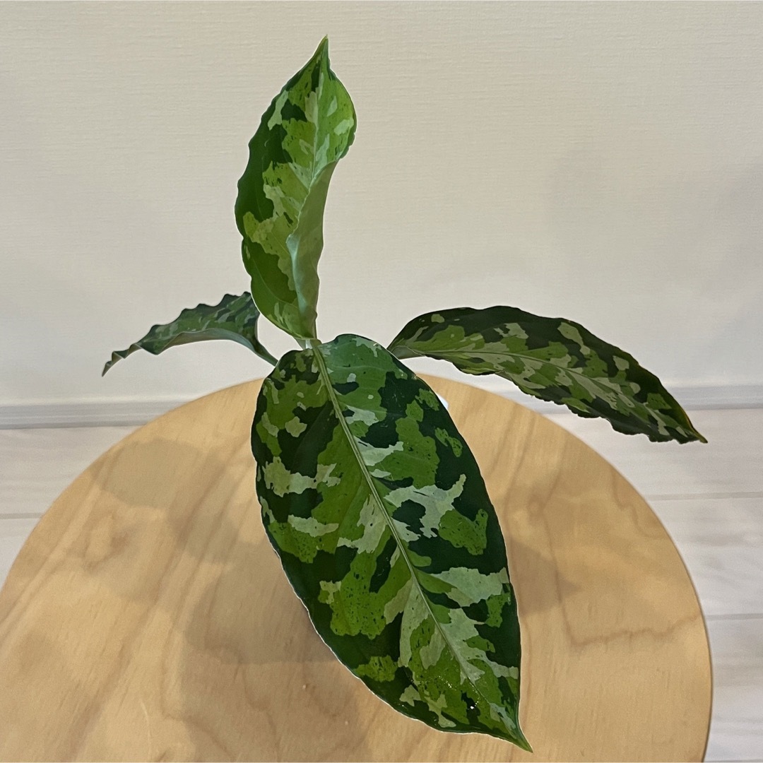 Aglaonema pictum triclorアグラオネマ ピクタム 8-