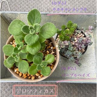 多肉植物 アロマティカス＊セダム 抜き苗(プランター)