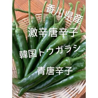 ⑤農家直送　香川県産韓国激辛青唐辛子500g(野菜)