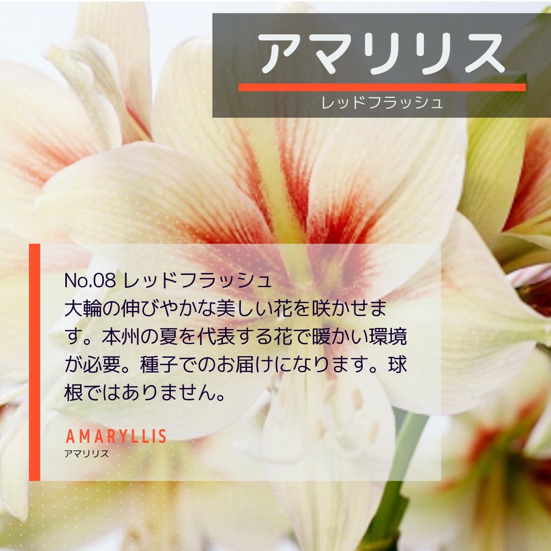 ゆうパケット　アマリリス☆レッドフラッシュ☆種子8粒 ハンドメイドのフラワー/ガーデン(その他)の商品写真