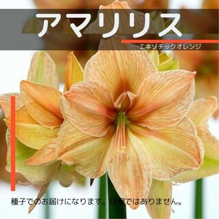 ゆうパケット　アマリリス☆エキゾチックオレンジ☆種子8粒(その他)